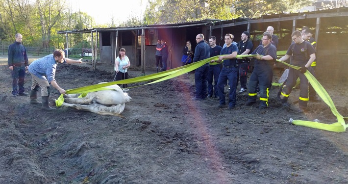 FW-GE: Pferderettung in Gelsenkirchen Beckhausen - Feuerwehr hilft Stute Nanni zurück auf die Beine