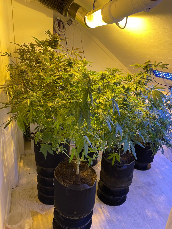 POL-OS: Georgsmarienhütte: Cannabisplantage in einem Geheimraum entdeckt (mit Foto)