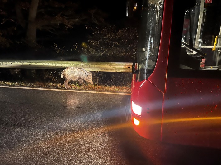 POL-PDKL: Wildschwein verursacht Auffahrunfall