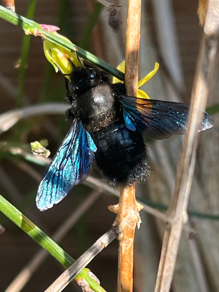 Am 20. Mai ist Weltbienentag