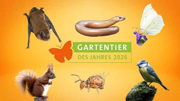 PM Bundesweite Wahl zum Gartentier des Jahres 2026 gestartet