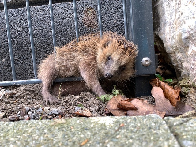 POL-CE: Igel aus misslicher Lage befreit