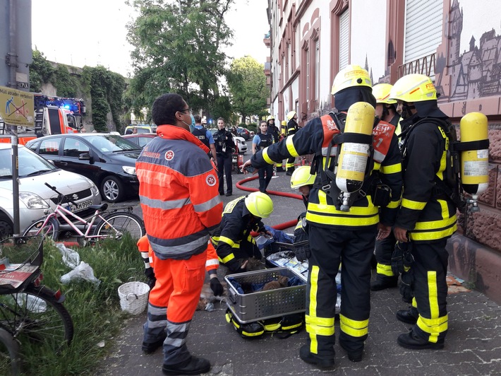 FW-F: Küchenbrand in Bockenheim. Feuerwehr rettet neun Katzen.