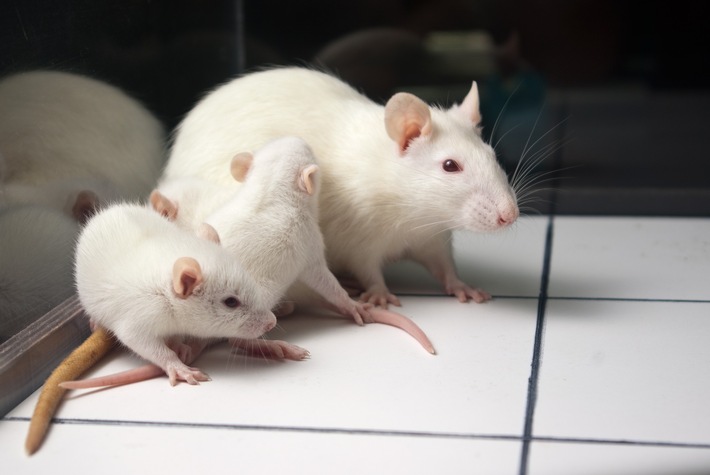 La Protection Suisse des Animaux PSA exige une nette réduction des animaux de laboratoire surnuméraires