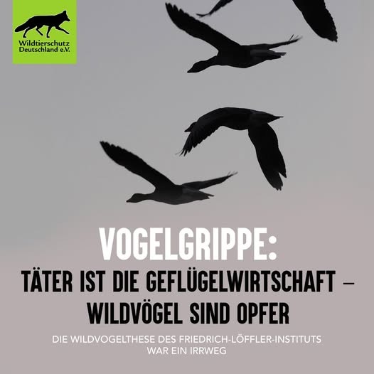 Vogelgrippe: Wildvögel sind nur die Opfer - Täter ist die Geflügelwirtschaft