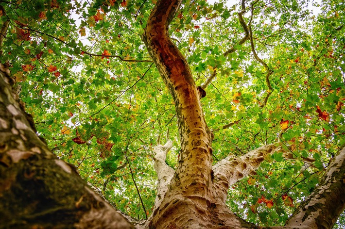 Partnerschaft fürs Klima: Die britische Botschafterin und der Bund deutscher Baumschulen pflanzen in diesem Jahr gemeinsam Bäume