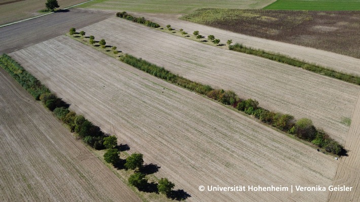Agroforstsysteme stabilisieren Erträge - zeigt Studie der Uni Hohenheim