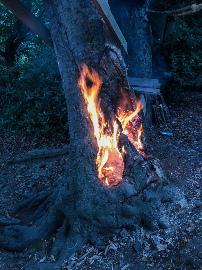 FW-E: Baumstumpf brennt im Waldstück in Essen-Kupferdreh - Feuerwehr muss Baum fällen