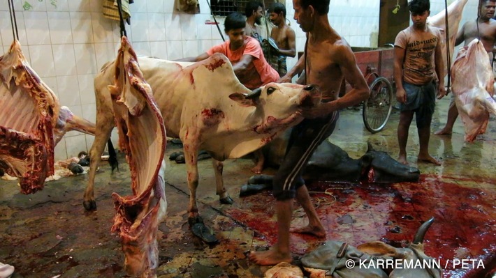 Leiden für Leder: Kinderarbeit, Tierleid und hochgiftige Produktionsprozesse - PETA und Dokumentarfilmer Manfred Karremann zeigen Realität globaler Lederwirtschaft / Erste Bilder in ZDF-Sendung 37° (BILD)