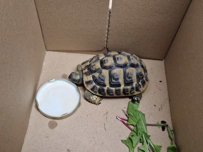POL-PDMY: Fund einer Griechischen Landschildkröte