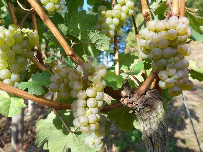 Weinlese 2025 / Blick in die Weinberge stimmt optimistisch