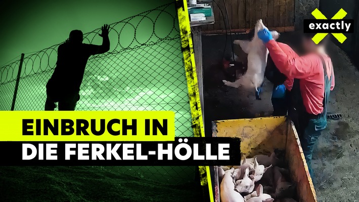 MDR-Reihe „exactly“ zum Thema: „Lebendig im Müll – so grausam werden Ferkel getötet“