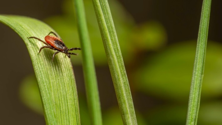 Zecken überall: Warum der Schutz vor FSME und Borreliose nicht nur in Risikogebieten wichtig ist