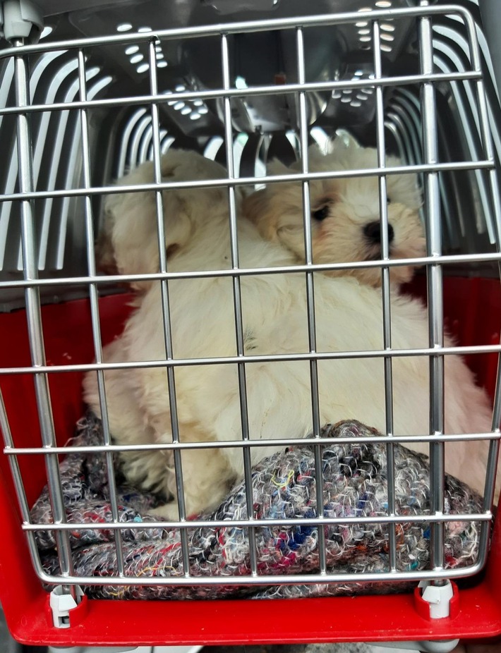 BPOLI C: Bundespolizisten unterbinden mutmaßlichen Handel mit Hundewelpen