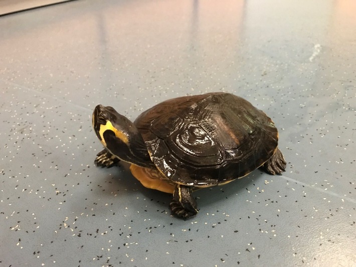 POL-PPWP: Wasserschildkröte auf dem Trockenen
