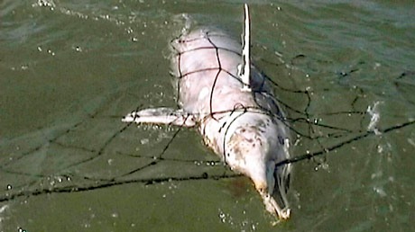 Südafrika: Erfolge im Kampf gegen delfin-tödliche Hainetze