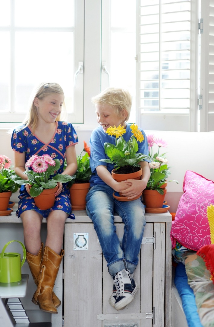 Gerbera ist Zimmerpflanze des Monats Juli / Sommerfrische im Topf: Bunt, bunter, Gerbera! (BILD)