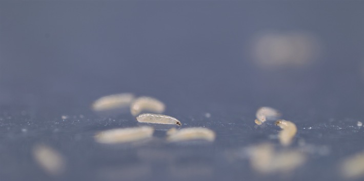 Die soziale Blase spielt auch bei Larven eine Rolle, PI 16/2026