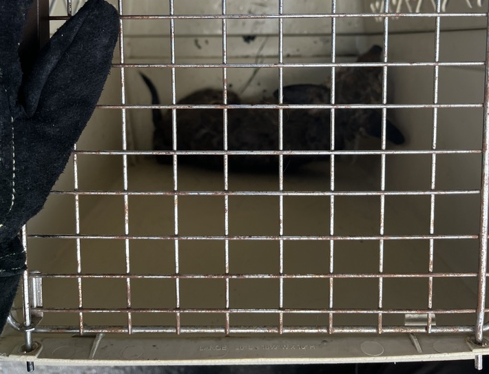 FW Dinslaken: Tag der Tierrettung und kleiner Vegetationsbrand