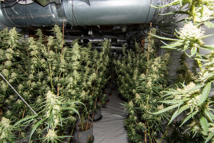 POL-D: Wersten - Drogenermittler finden Cannabisplantage in Wohnhaus - Tatverdächtiger festgenommen