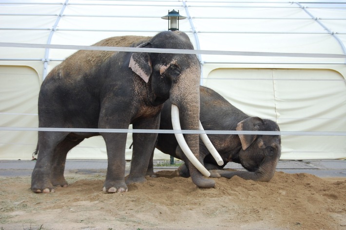 Aktionsbündnis &quot;Tiere gehören zum Circus&quot; lehnt Wildtierverbot für Circusse ab! (mit Bild)