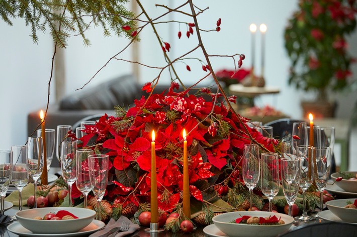 Ein Fest für die Sinne: Blühende Tischdekorationen mit Weihnachtssternen