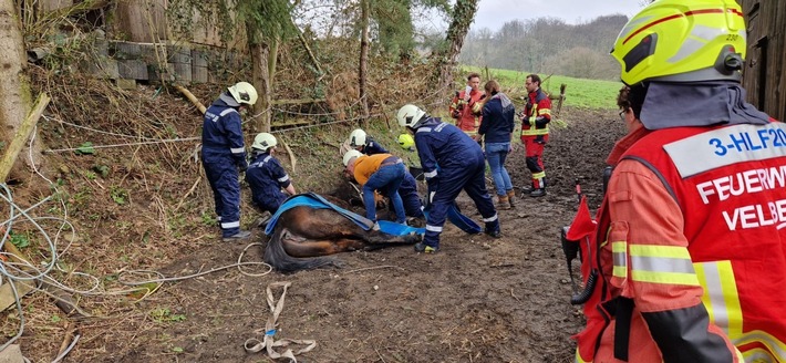 FW-Velbert: Großtierrettung - Pferd aus Notlage befreit