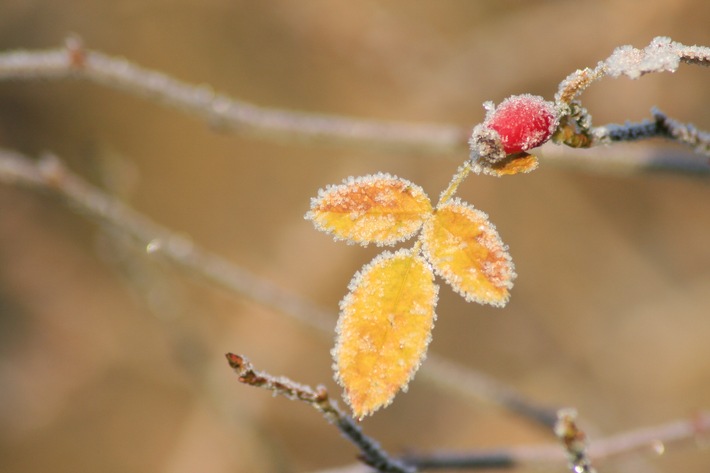 Winterschutz für Gartengehölze / Klimawandel erhöht die Gefahr von Frostschäden
