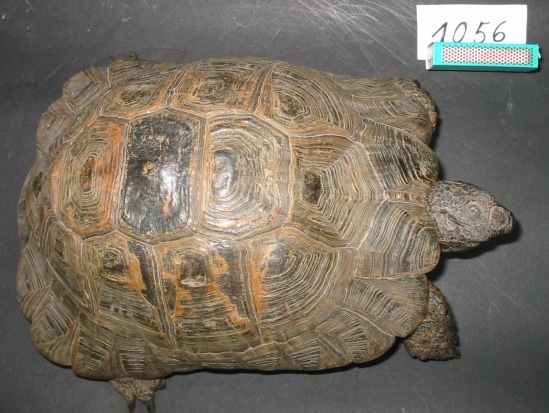 POL-REK: Maurische Schildkröte gestohlen - Pulheim