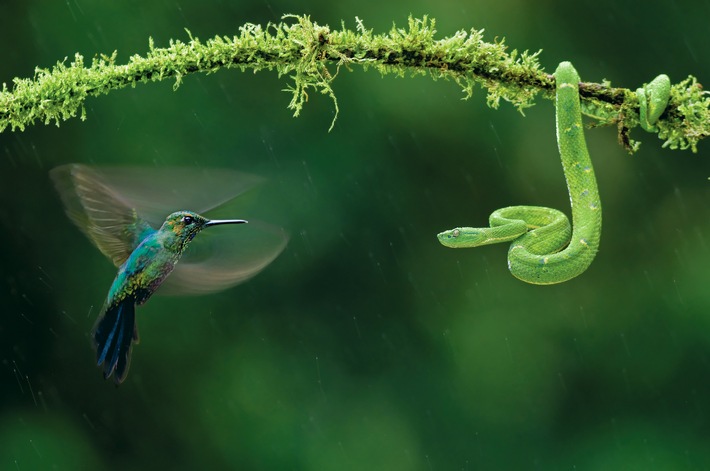 NATIONAL GEOGRAPHIC präsentiert neue Fotoausstellung: "Phänomenal!" / Ausstellungspremiere vom 2. bis 4. Februar 2018 auf der MUNDOLOGIA in Freiburg