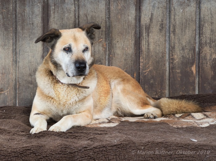 Tierheimtier des Monats - Hundesenior Luis aus Frankfurt