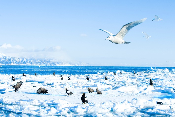 Polverizza ogni aspettativa: il paradiso invernale giapponese e la sua «Japow»