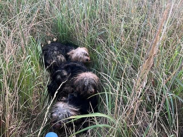 POL-WOB: Hunde an der B 244 ausgesetzt - Ein Hund wurde überfahren und überlebte nicht
