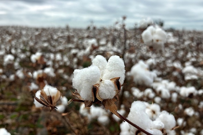 Credit: European Cotton Alliance (ECA)
Europäisches Baumwollfeld / Weiterer Text über ots und www.presseportal.de/nr/167301 / Die Verwendung dieses Bildes für redaktionelle Zwecke ist unter Beachtung aller mitgeteilten Nutzungsbedingungen zulässig und dann auch honorarfrei. Veröffentlichung ausschließlich mit Bildrechte-Hinweis.