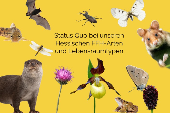 Morgen ist Tag des Artenschutzes! Wie geht es den Arten und Lebensräumen in Hessen?