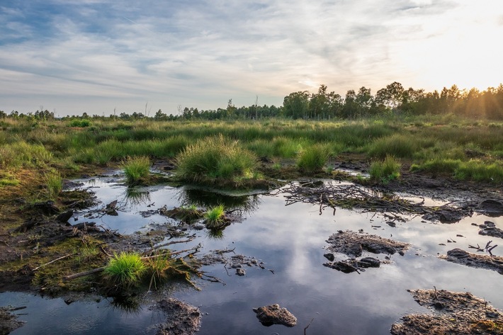 Unterschätzte Klimaschützer: Kaufland und Coca-Cola unterstützen Projekt zur Renaturierung von Mooren