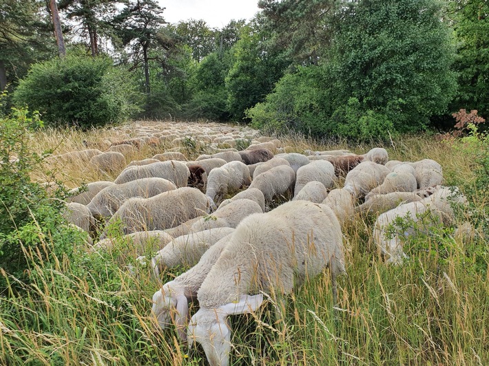 Pflege für den Oschenberg: Weißdorn und Schlehe müssen weichen