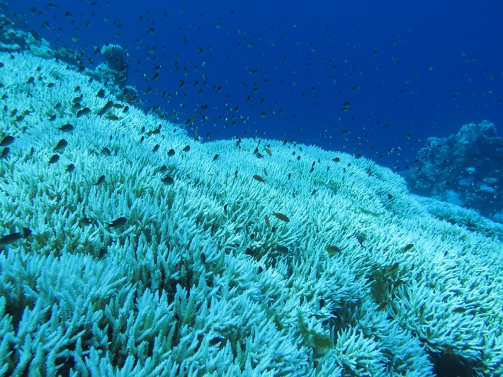 Neue Studie zur Anpassungsfähigkeit von großen Korallenriffen an die Klimaerwärmung