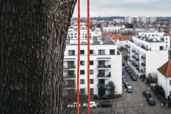 Baumpflege und Garten:: Baumabtragung per Seilklettertechnik an beengten Standorten