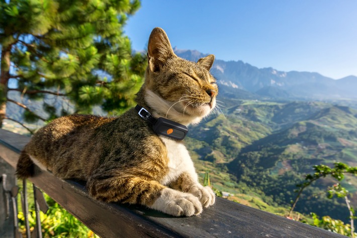 Weenect enthüllt Geheimnis: Drei von fünf Katzen gehen ihren Besitzer:innen fremd / Studie zum Thema &quot;Katzen und ihr Territorium&quot;.