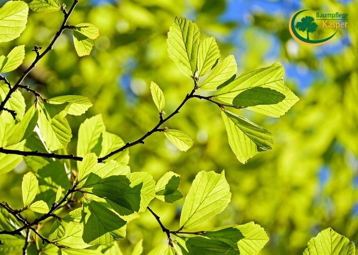 Stark, gesund und voller Energie - der richtige Schnitt am Baum