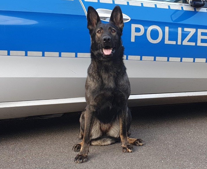POL-HH: 221106-1. Diensthündin "Raja" stellt flüchtigen Wohnmobil-Dieb in Hamburg-St. Pauli