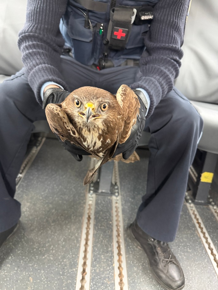 POL-OG: Rastatt - Bussard gerettet - Mit guten Nachrichten ins Wochenende