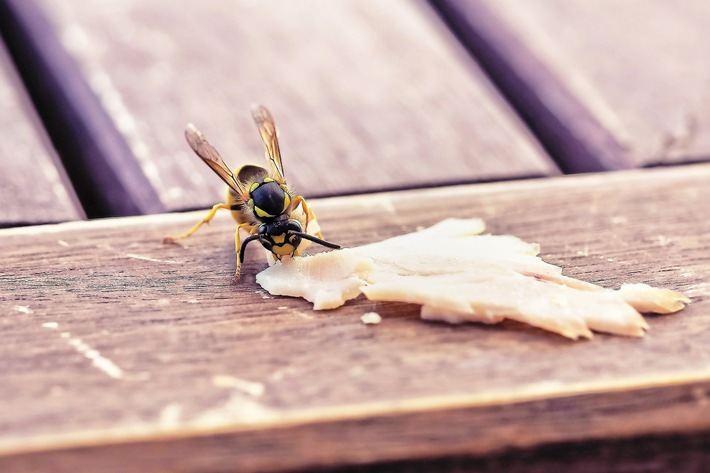 Medienmitteilung: Vorsicht vor hungrigen Wespen