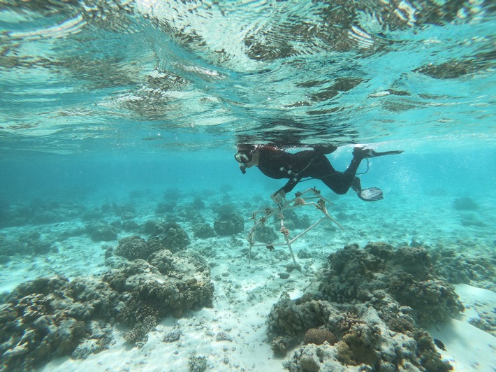 Bundesweite Suche nach Korallen-Botschafter gestartet / Einsatzort Unterwasserwüste: Helfende Hände für weltweit größtes Korallenwiederaufbau-Programm gesucht