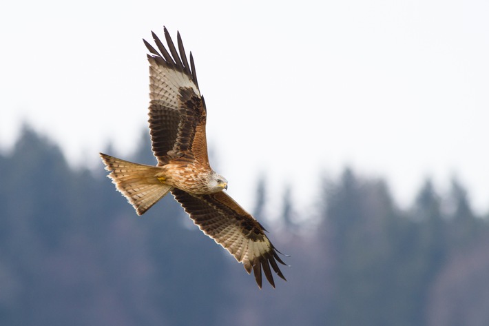 How often red kites actually collide with wind turbines