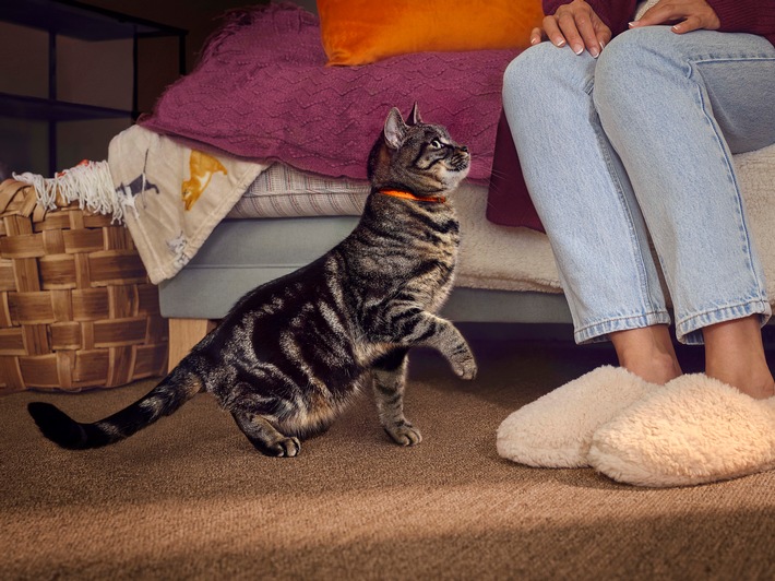 Unabhängig, aber nicht unverwundbar: Wenn Katzen Schmerzen still ertragen / Woran Katzenhalter*innen mögliche Anzeichen von Arthrose erkennen und wie sie ihre Katze im Alltag unterstützen können