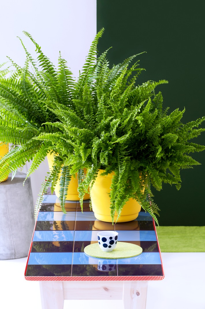 Erfrischende Zimmerpflanzen sind Zimmerpflanzen des Monats Oktober / Dynamische Indoor-Begrünung für frische Luft im Büro