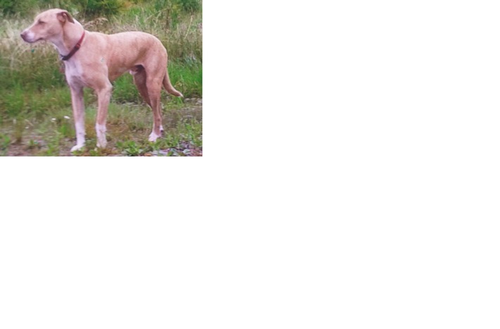 POL-FR: Teningen: Durch Handy abgelenkt und Unfall verursacht / Emmendingen: Hundehalter gesucht