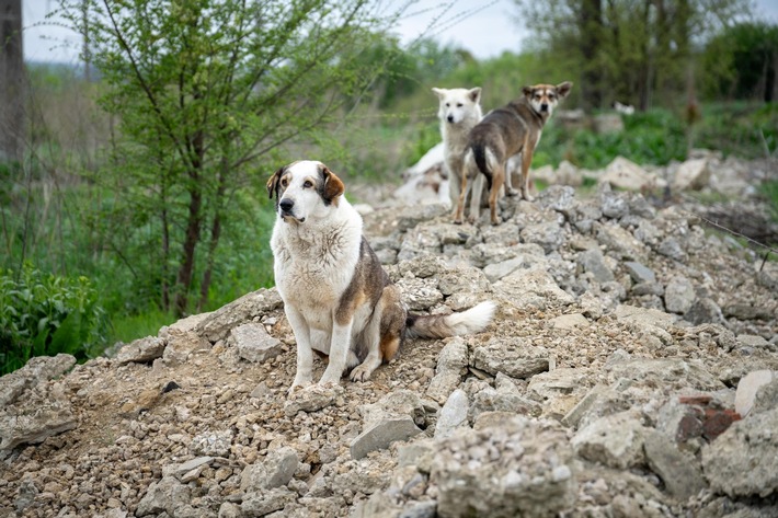 Animaux errants en Turquie: une déclaration de la Fondation pour l’animal en droit (TIR) et de QUATRE PATTES